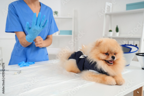 Pomeranian dog wearing reco...