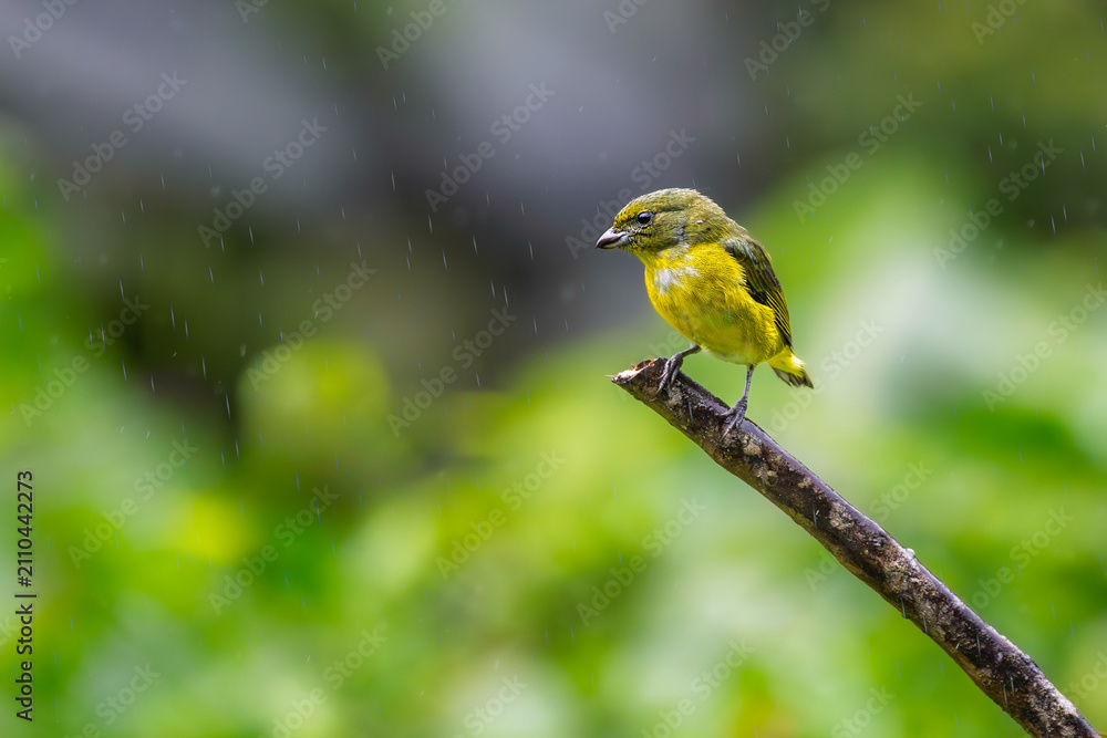Obraz premium Female Yellow-throated Euphonia (Euphonia hirundinacea) perched on a diagonal branch during rain in the rainforest of Costa Rica, Central America.