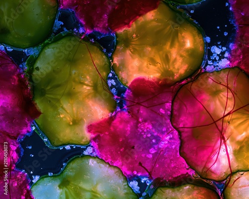 Backlit pickled vegetable slices glow like stained glass in green and magenta brine for an appetizing culinary backdrop