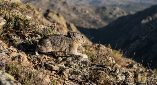 Pika standing on a rocky mountain slope in the high alpine wilderness
