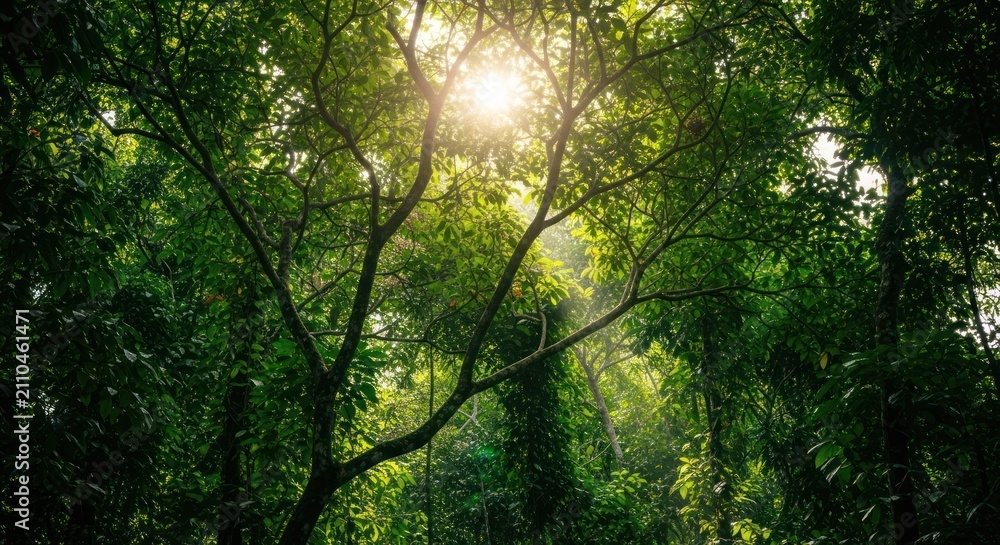 Fototapeta premium Sunlight Filtering Through Lush Green Forest Canopy.