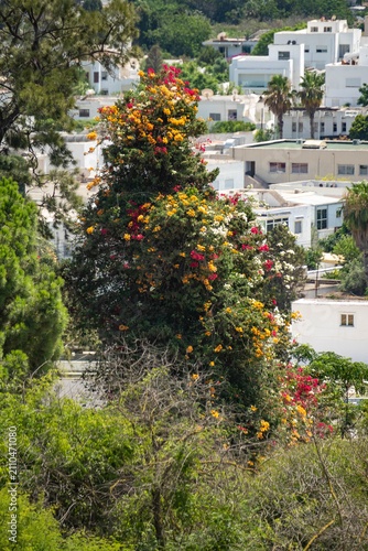 Foto Multicolored bougainvillea bush in the ancient ruins of Carthage, on the outskir