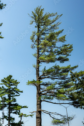 Obraz na płótnie A lopsided tall pine tree against a clear blue sky in summer, showcasing asymmetric wind-blown branches