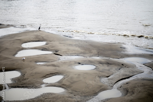 Foto Heron and seagull standing on tidal sand banks