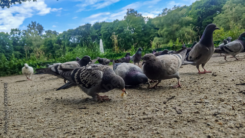 Fotografie Flock of pigeons gathered on a path, pecking at crumbs on a sunny day