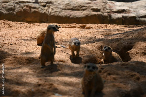 Cuadro en lienzo group of meerkats in sandy zoo habitat, group of meerkats exploring a sandy habitat in a modern zoo