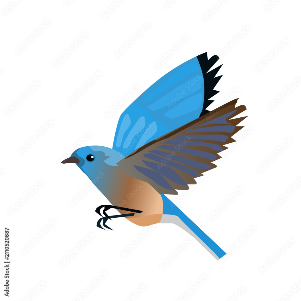 Fototapeta premium Vector illustration of a colorful bluebird flying with spread wings. Clean animal graphic design element featuring blue and brown feathers, isolated on a white background.