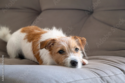 Jack Russell terrier puppy resting on grey couch. Small dog lying down on sofa in living room.