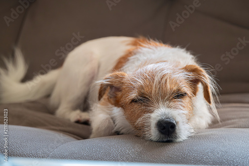 Jack russell terrier dog sleeping on comfortable couch. Domestic pet resting indoors.