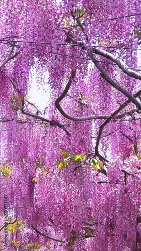 【縦動画】風に揺れる藤の花のクローズアップ 4K