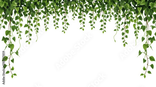 Hanging green vine leaf frame natural minimalist botanical border calm scenery