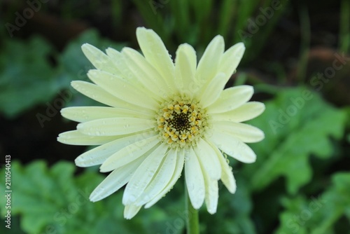 Canvastavla White Gerbera Daisy Flower with Dew Drops on Green Blurred Background