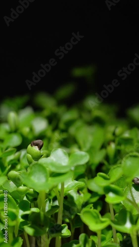 Growing plants time-lapse on dark fertile soil, symbol of business growth and success.