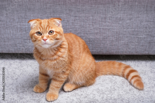 Scottish Fold tabby ginger sitting on gray background front view.