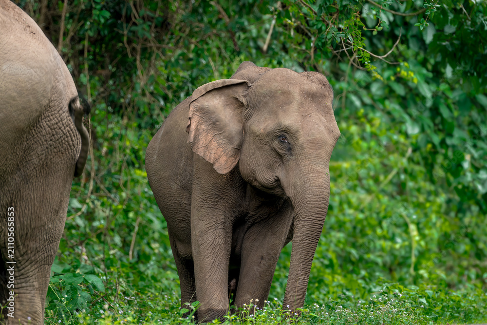 Fototapeta premium Its body is gray, its snout is called the trunk. The trunk of the Asian elephant has only one beak. Nakhon Ratchasima, Thailand.