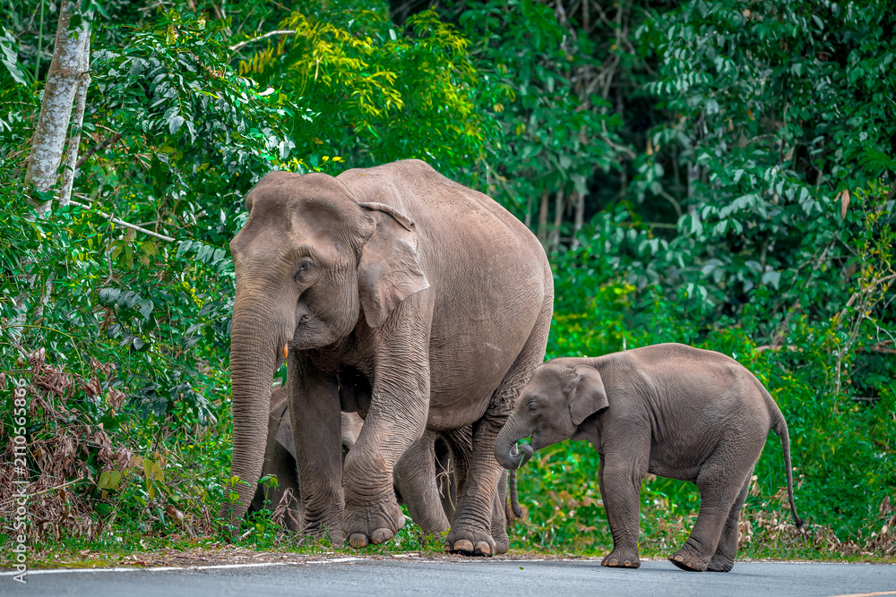 Fototapeta premium Its body is gray, its snout is called the trunk. The trunk of the Asian elephant has only one beak. Nakhon Ratchasima, Thailand.