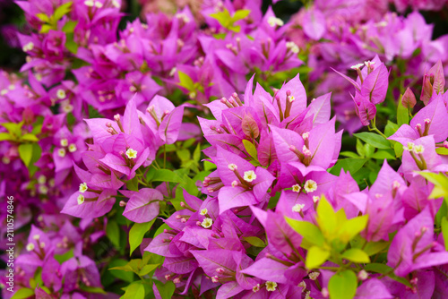 Blooming pink bougainvillea bushes