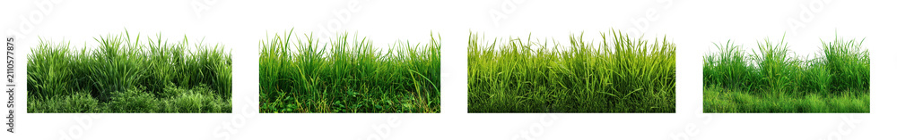 Obraz premium PNG Lush green grass borders for design projects, transparent background