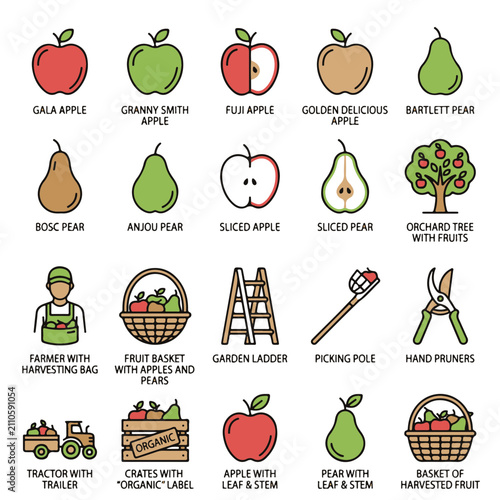Foto Apple and Pear Vector Icons for Harvesting and Farm Produce Concept