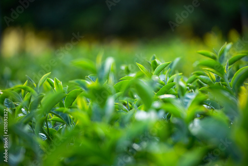 Tableau sur toile Close up Tree tea plant green nature in morning