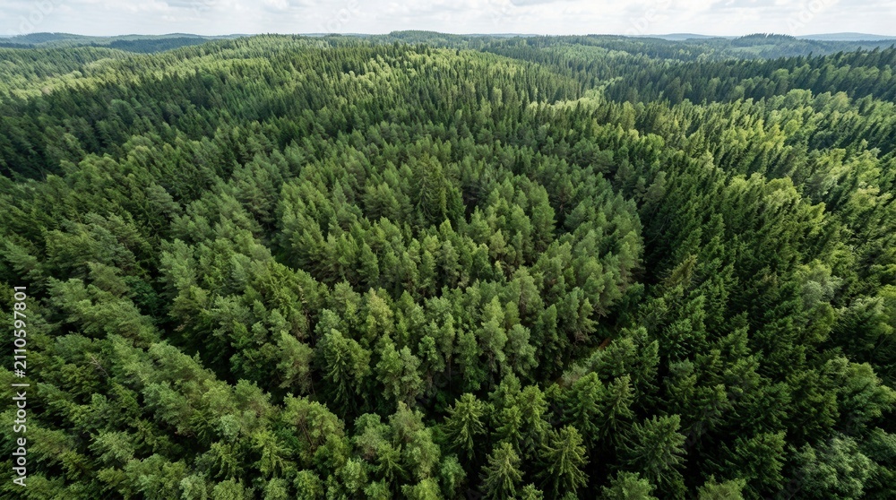 Fototapeta premium Bird's Eye View of Lush Forest Canopy with Aerial top green and trees
