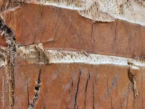 Cuadro en lienzo icicles on the roof,Weathered coconut or palm tree trunk shows deep, cracked bark