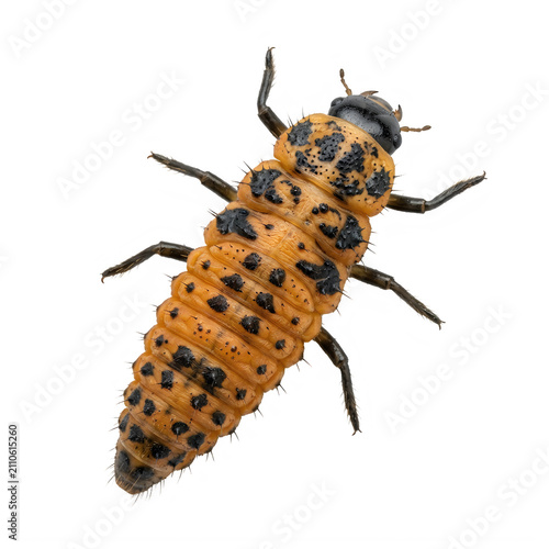 Orange ladybug larva with black spots isolated on transparent background