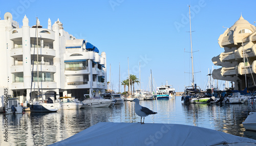Mittelmeermöwe an einem Boot in Hafen von Benalmadena, Spanien