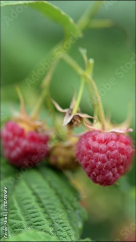 Close up of raspberry berries on bush forming natural fruit background and texture. Fresh organic food pattern with vibrant red color. Macro view of juicy berries in garden, concept of freshness and n