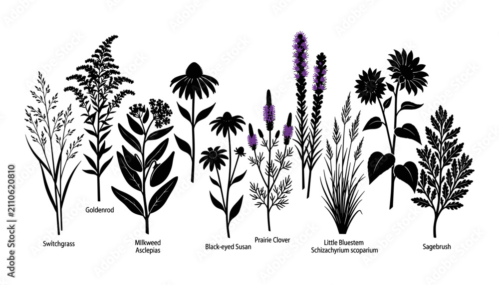 Obraz premium Plants with Labeled Botanical Illustrations of Switchgrass, Goldenrod, Milkweed, Black-Eyed Susan, Prairie Clo