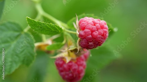 Ripe raspberry berries on bush during summer harvest season, fresh juicy fruit in sunlight. Concept of seasonal agriculture, natural food and countryside picking. Close up of red berries ready to eat 