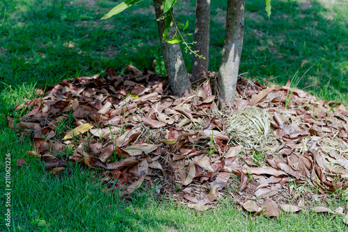 Quadro em tela Dry fallen leaves used as natural mulch around a tree to retain moisture, suppre