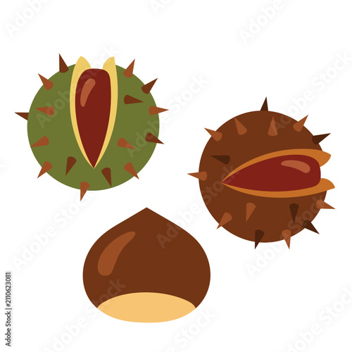 Foto Raw organic chestnuts set vector illustration