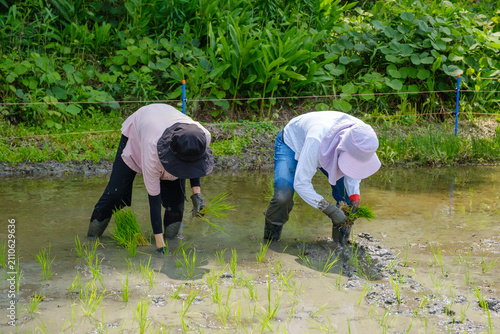 家族で楽しむ田植え体験：泥の中に苗を手植えする農業体験と食育のひととき