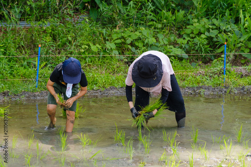 家族で楽しむ田植え体験：泥の中に苗を手植えする農業体験と食育のひととき