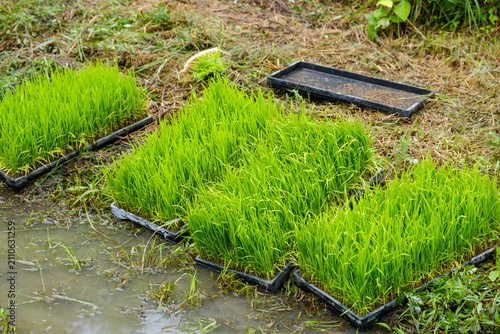 田植えを待つ稲の苗：育苗箱に育つ青々とした苗と田んぼの風景