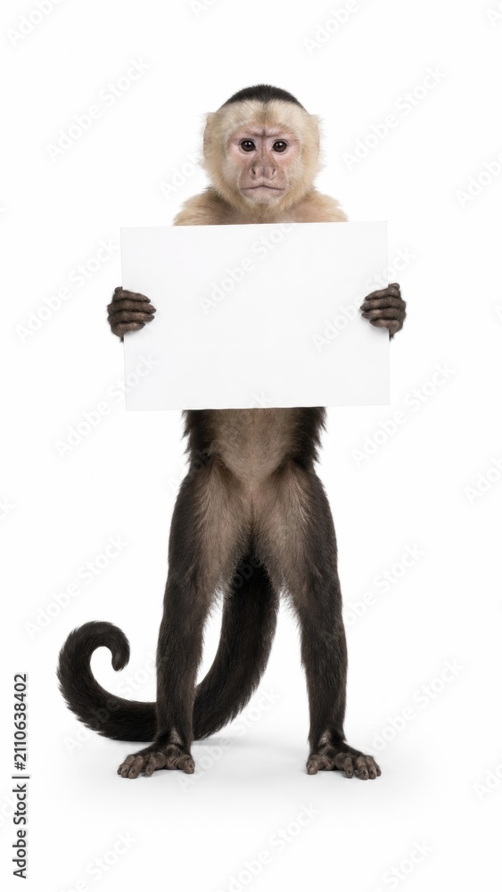 Fototapeta premium primate