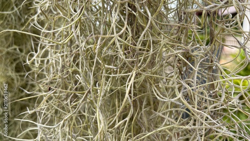 Spanish moss (Tillandsia usneoides)  natural background texture