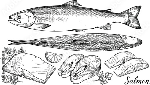 Konstfotografi Hand drawn fresh salmon fish set featuring whole carcasses raw steaks fillets li