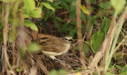 Konstfotografi White Browed Bulbul