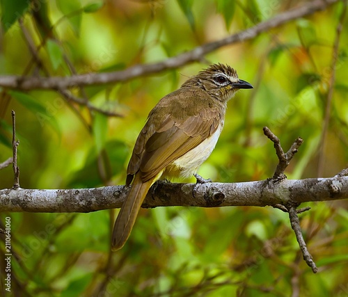 Fotografía White Browed Bulbul