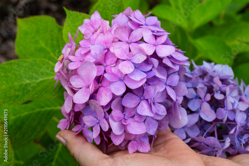 Person Holding Blooming Pink and Purple Hydrangea Flower