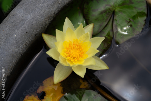 Canvas Print Yellow Water Lily Flower Blooming Alongside Unopened Flower Bud