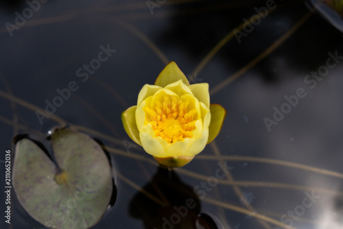 Foto Bright Yellow Water Lily Flower Floating on Dark Quiet Water