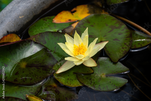 Cuadro en lienzo Yellow Water Lily Flower Blooming Alongside Unopened Flower Bud