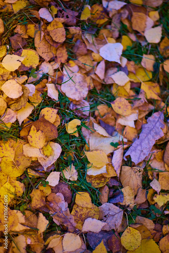 Colorful fall leaves cover the ground in a park, creating a natural carpet of yellow, orange, and brown during autumn