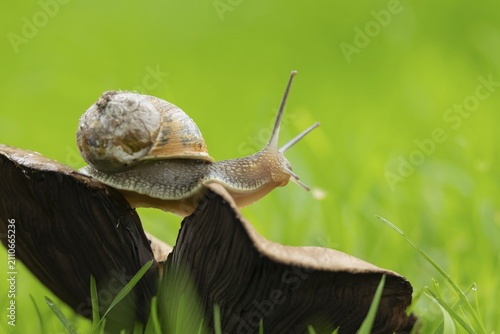 Garden snail (Cornu aspersum) adult mollusca on a fungi on grass lawn, Suffolk, England, United Kingdom