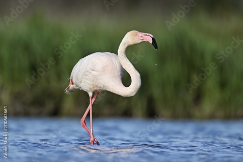 A greater flamingo (Phoenicopterus roseus), standing in the water, Camargue Regional Nature Park, southern France, France