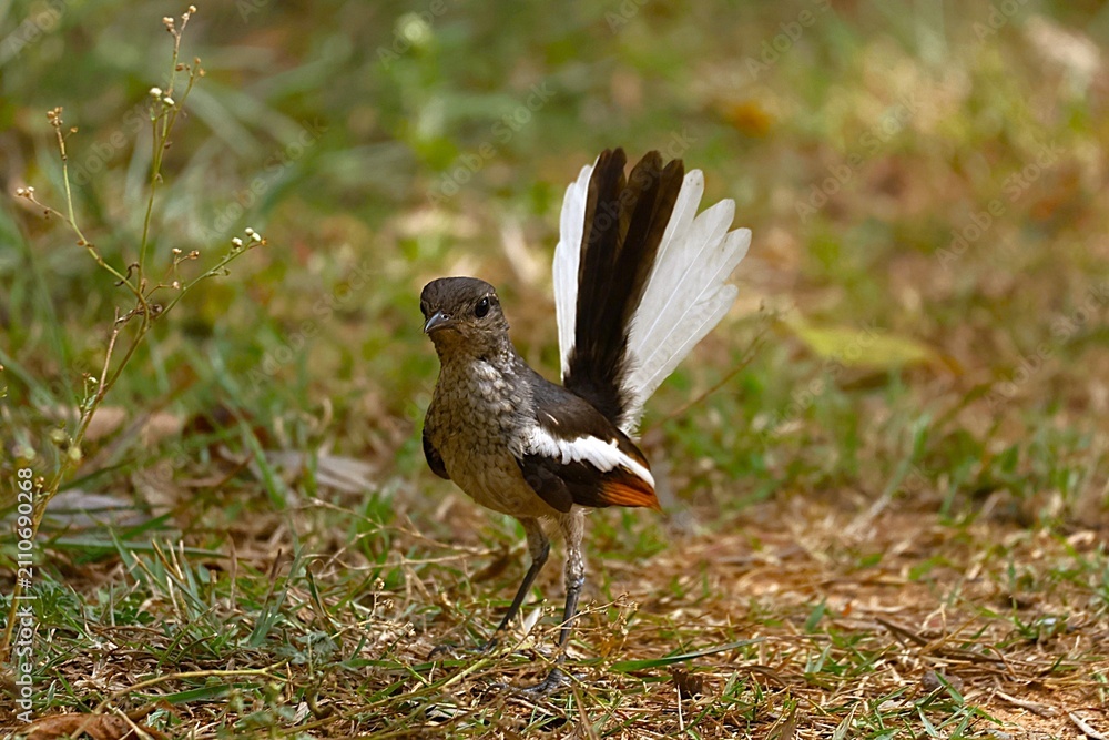 Fototapeta premium Robin in forest