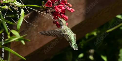 Cuadro en lienzo Anna's hummingbird flying getting nectar from a red flower